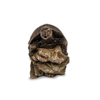 Turtle On Log Spitter – image 3