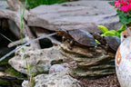 Double Turtle On Log Spitter – image 8
