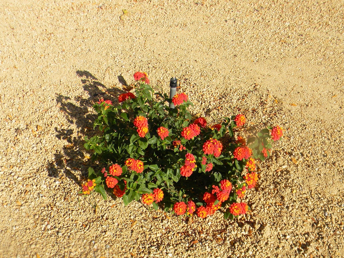 Anejo Gold Decomposed Granite