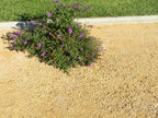 Anejo Gold Decomposed Granite