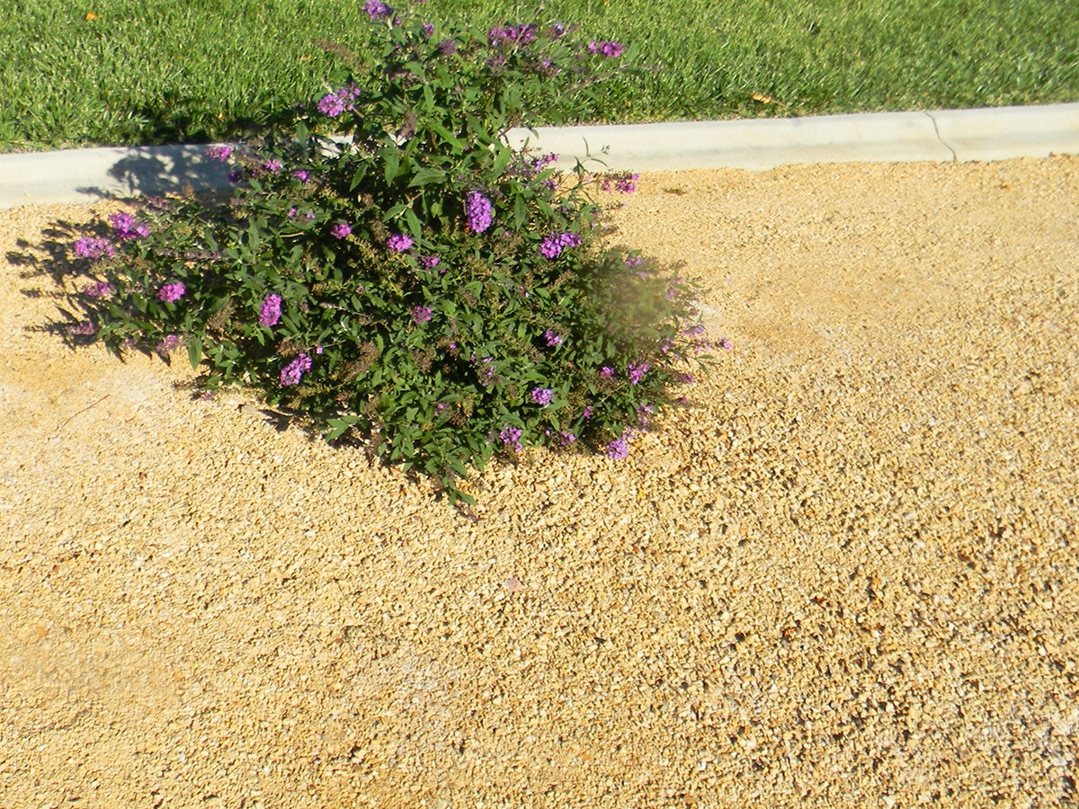 Anejo Gold Decomposed Granite