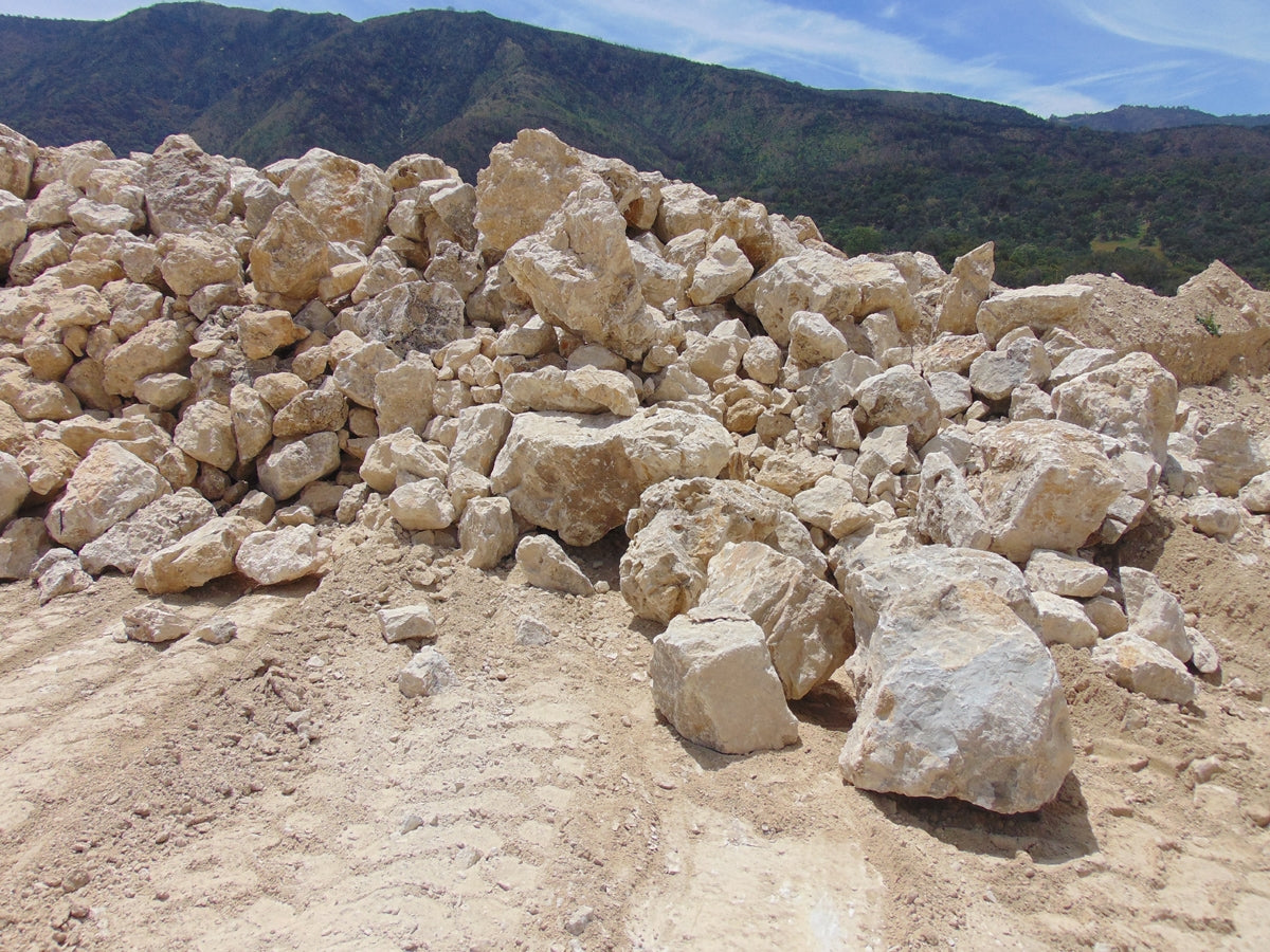 Lompoc White