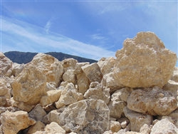 Lompoc White