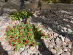 Arizona River Rock