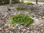 Arizona River Rock