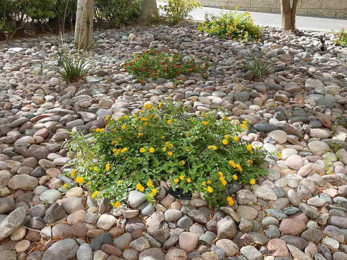 Arizona River Rock