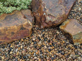 Cantos rodados de río Sonoran Shiner
