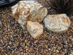 Cantos rodados de río Sonoran Shiner