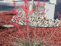 Red Colored Landscape Mulch