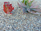 Imperial Del Rio Pebbles