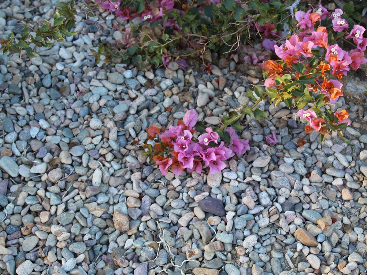 Imperial Del Rio Pebbles