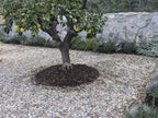 Del Rio Pebbles