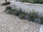 Del Rio Pebbles