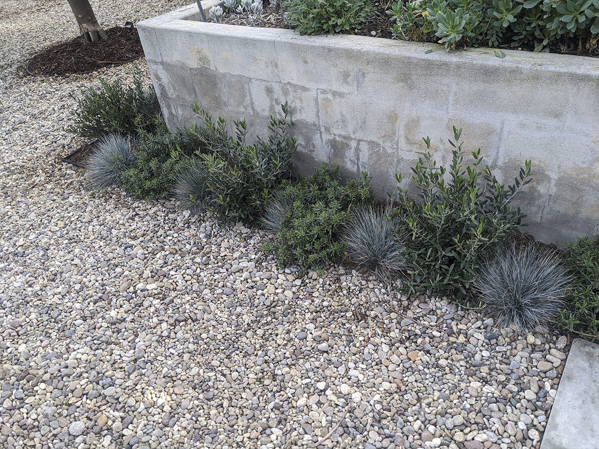 Del Rio Pebbles