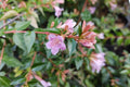 Abelia grandiflora 'Edward Goucher'