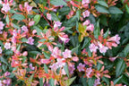 Abelia grandiflora 'Edward Goucher'