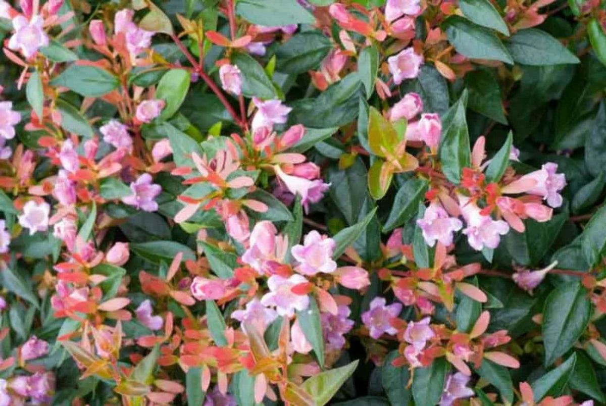 Abelia grandiflora 'Edward Goucher'