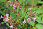 Abelia grandiflora 'Edward Goucher'