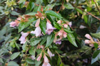 Abelia grandiflora 'Edward Goucher'