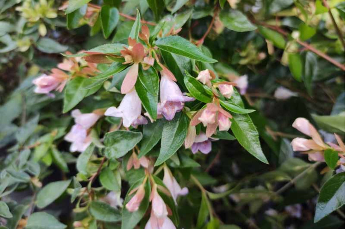 Abelia grandiflora 'Edward Goucher'