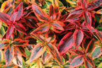 Abelia grandiflora 'Kaleidoscope'