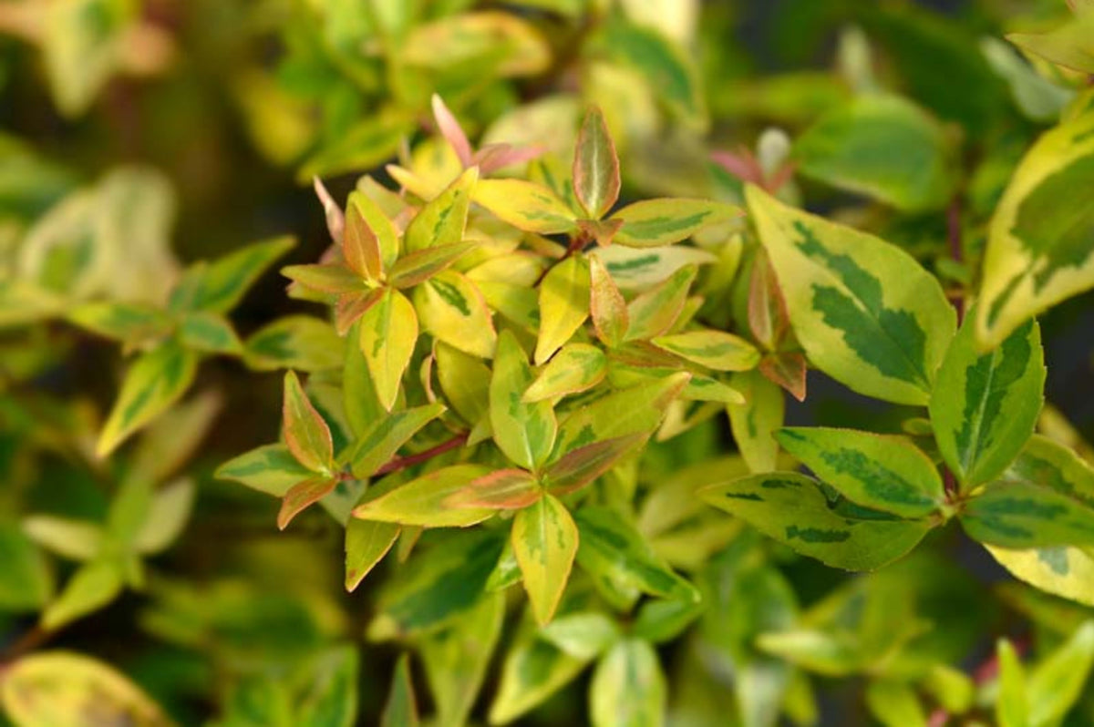 Abelia grandiflora 'Kaleidoscope'