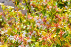 Abelia grandiflora 'Kaleidoscope'