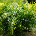 Acacia cognata Cousin ITT PP25133