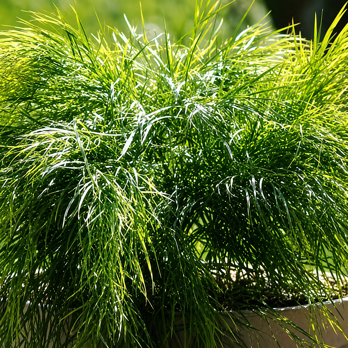 Acacia cognata Cousin ITT PP25133
