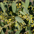 Acacia redolens 'Low Boy'