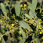 Acacia redolens 'Low Boy'