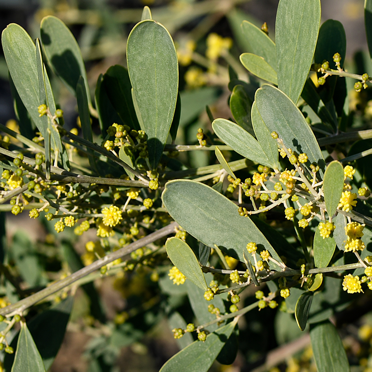 Acacia redolens 'Low Boy'