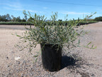 Acacia redolens 'Low Boy'
