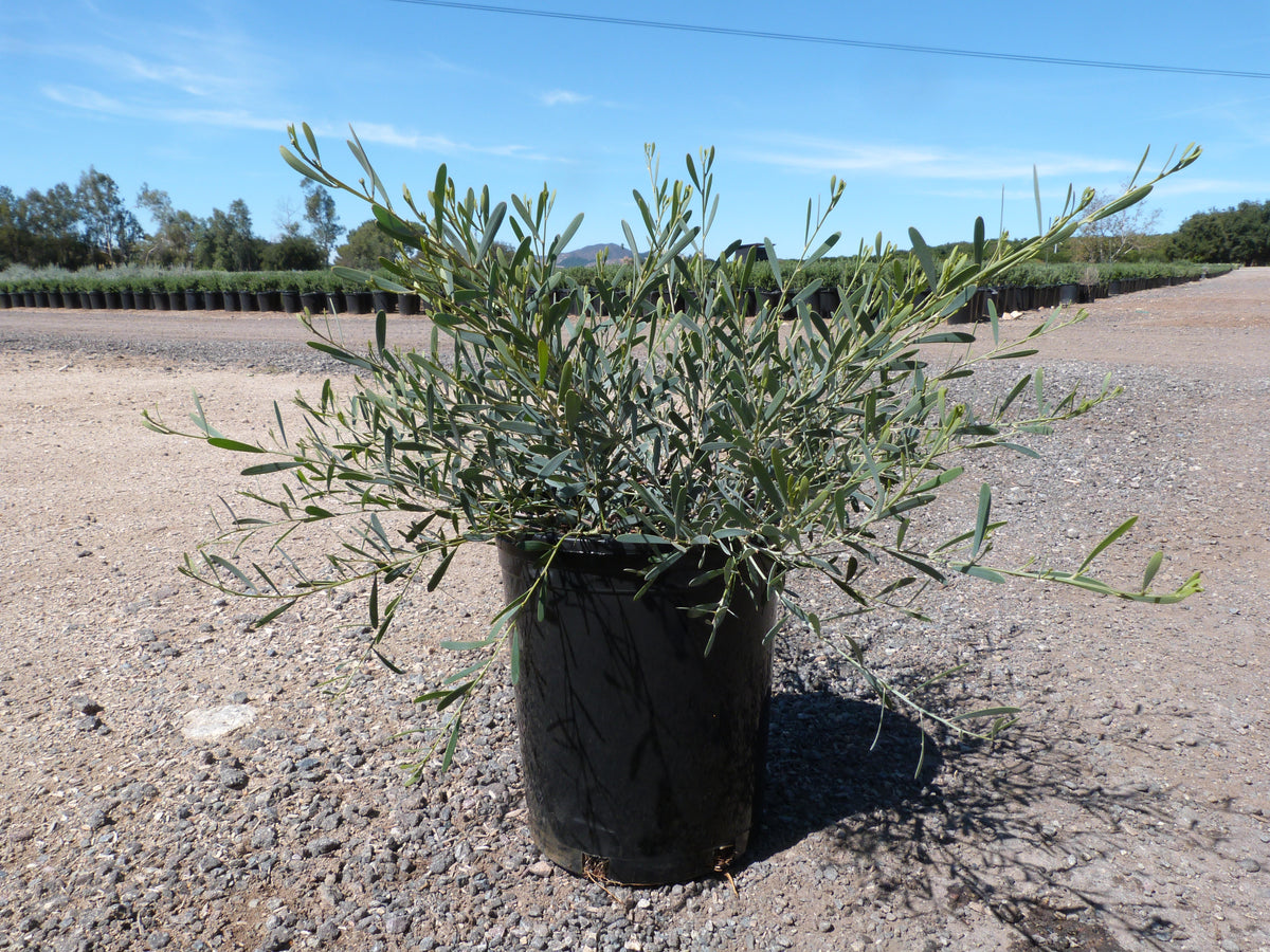 Acacia redolens 'Low Boy'