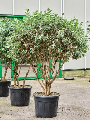 Privacy and Screening Plants