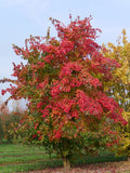 Acer buergeranum