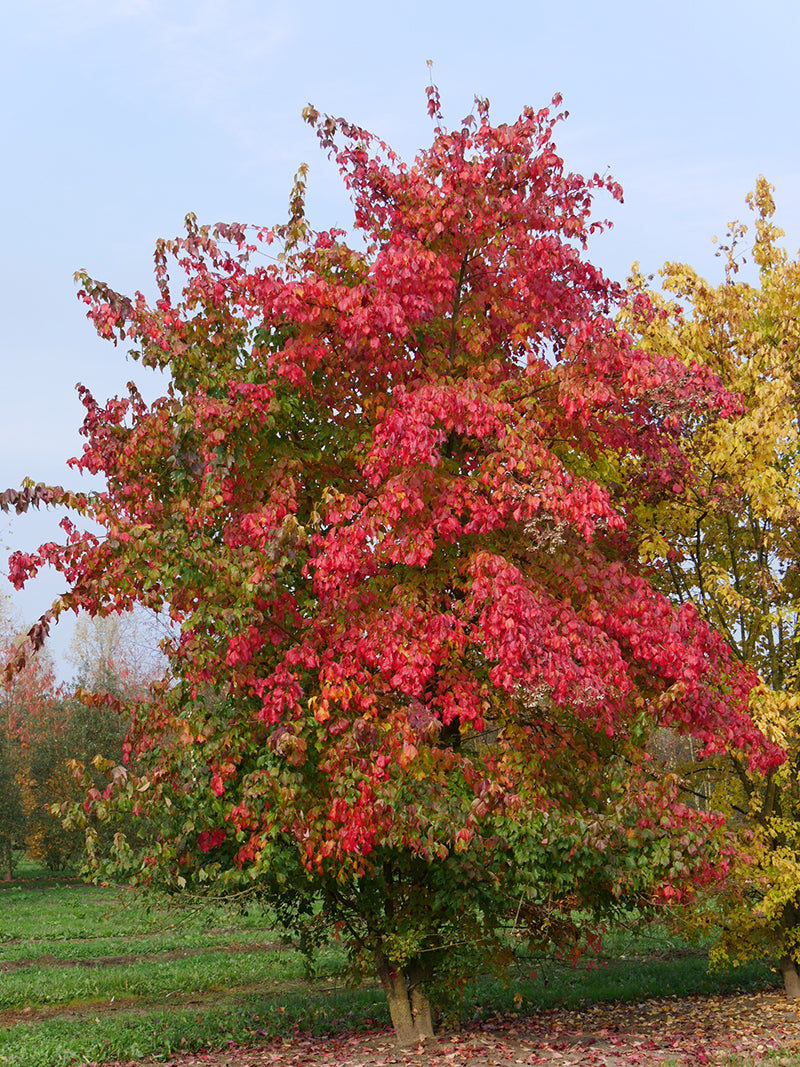 Acer buergeranum
