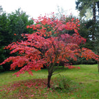 Acer palmatum 'Atropurpurea' (low-branch form)