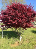 Acer palmatum 'Bloodgood'