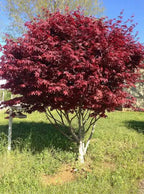 Acer palmatum 'Bloodgood'