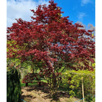 Acer palmatum 'Bloodgood'