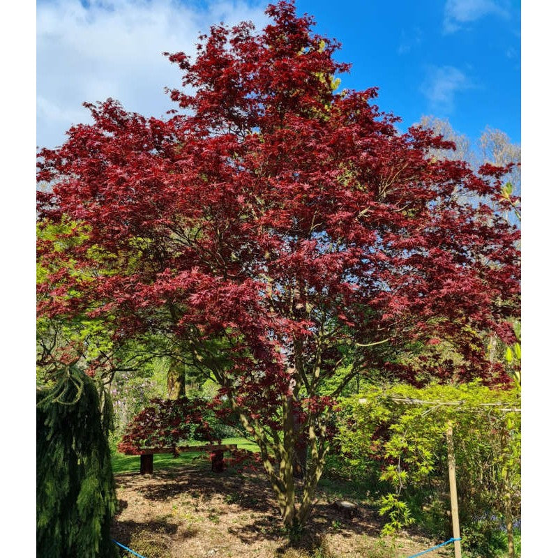 Acer palmatum 'Bloodgood'
