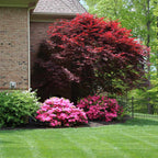 Acer palmatum 'Emperor'