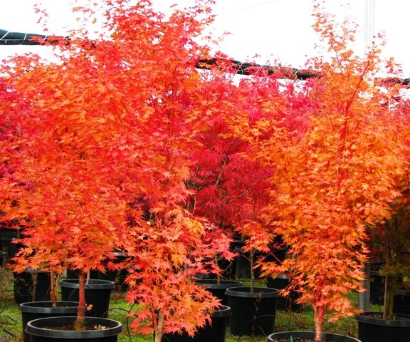 Acer palmatum 'Sango Kaku'