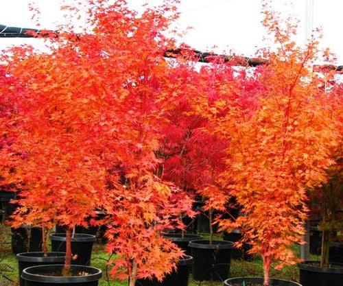 Acer palmatum 'Sango Kaku'