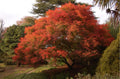 Acer palmatum var. dissectum 'Seiryu'