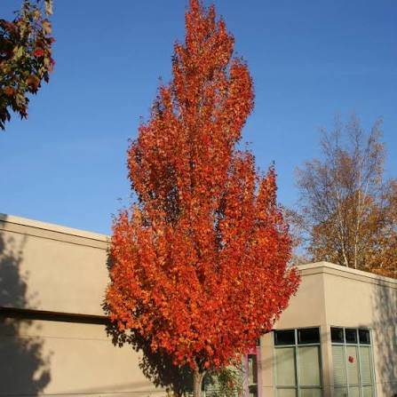Acer rubrum 'Armstrong'