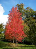 Acer rubrum 'Bowhall'