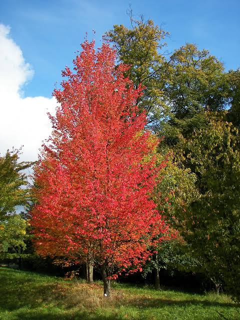Acer rubrum 'Bowhall'