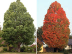 Acer rubrum 'Bowhall'